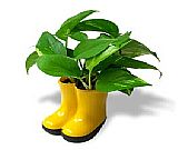 Pothos n Boots